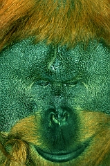 078 Orangutan, Wichita Zoo