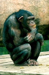 079 Chimpanzee either musing upon his own existence or trying to figure out a way to rip his keeper's testicles off (see Discover Channel: When Rogue Chimpanzees Attack!), Wichita Zoo