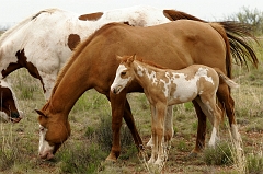 103 Four-day-old Painted Pony with Momma, McAlister, NM