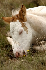 104 Sleeping four-day-old Painted Pony, McAlister, NM