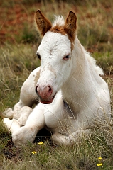 105 Waking four-day-old Painted Pony, McAlister, NM