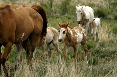 106 mommas and their Babies, McAlister, NM