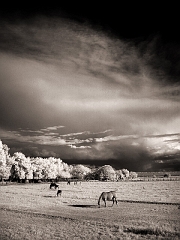 115 Horses and Clouds in Infrared, Tularosa, NM