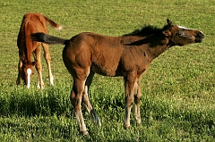 116 Newborn Horses Play, Tularosa, NM
