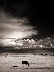 117 Horses and Clouds II in Infrared, Tularosa, NM