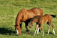 119 Mother and Child, Tularosa, NM