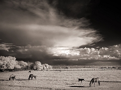 120 Horses and Clouds IV in Infrared, Tularosa, NM