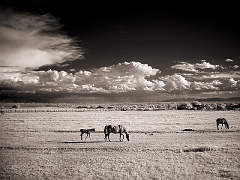 121 Horses and Clouds V in Infrared, Tularosa, NM