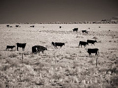153 Cattle in Infrared, near Magdalena, NM