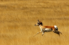 167 Pronghorn at Run, Socorro, NM