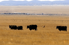 168 Running With the Bulls, Socorro, NM