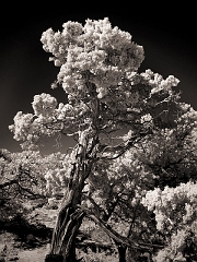 183 Juniper at Canyon de Chelly in Infrared, Chinle, AZ