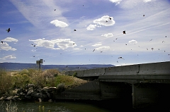 239 Birds, near Kingston, UT