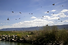 240 Birds II, near Kingston, UT