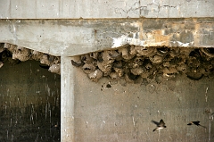 241 Birds III, near Kingston, UT