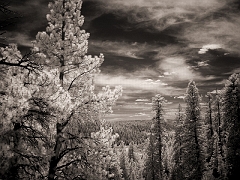 262 Trees in Infrared, Dixie National Forest, UT