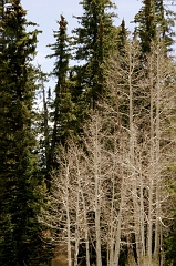 263 Birches and Pines, Dixie National Forest, UT