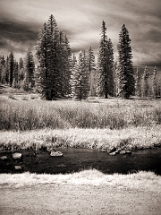 264 Forest Meadow in Infrared, Dixie National Forest, UT