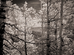 266 Birches in Infrared, Dixie National Forest, UT