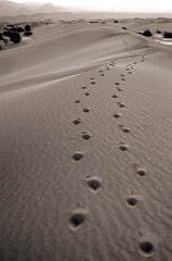273 Footsteps, Death Valley, CA -- So I drive well past midnight the day before to be at the dunes to catch it at sunrise in pristine condition. Dodging jackrabbits (Explorer 2, Bunnies 18 -- though I tried my best to avoid them), getting directions from a guy on a bicycles wearing a miner's light on his head (Trust me, that is a definite 
