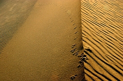 283 Little Feet, Death Valley, CA