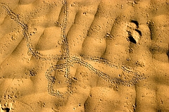 298 Drunk Snake (Or Fast and Nimble Prey), Death Valley, CA