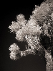 299 Joshua Tree in Infrared, near Darwin, CA
