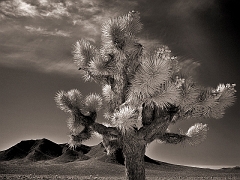 301 Joshua Tree II in Infrared, near Darwin, CA