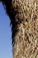 302 Joshua Tree Trunk, near Darwin, CA