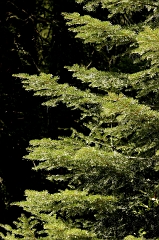 319 Evergreens, Sequoia National Forest -- Talk about an olfactory- memory trigger.  I stepped out of the car, caught a whiff of this Sierra Nevada pine forest and my mind was immediately transported back to camping as a kid in California ... ahhhh.  If you've never stopped and sniffed in a place like this ... DO!