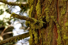 320 Redwood and Moss, Sequoia National Forest