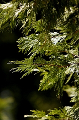 321 Douglas Fir (I think), Sequoia National Forest