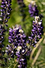 323 Wild Perennial Lupins, Sequoia National Forest