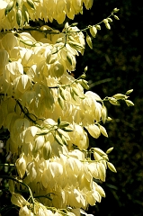 327 Yucca, Sequoia National Forest -- It's marvelous how with each drop in elevation the foliage changes.  Started dropping at about 8,000 feet with lupins, then yuccas at 6000, then something else lower ... was amazing