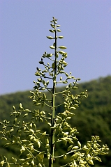 328 Yucca II, Sequoia National Forest