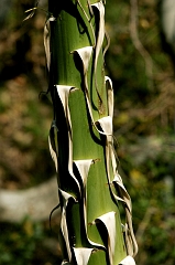 329 Yucca Stem, Sequoia National Forest