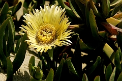 335 Ice Plants, Morro Bay, CA -- A a boy, California was covered with these things.
