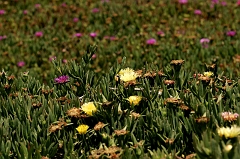 336 Ice Plants II, Morro Bay, CA