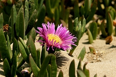 337 Ice Plant III, Morro Bay, CA