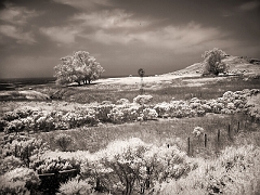 338 Highway 1 Scene, near San Simeon, CA