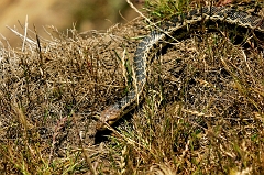 339 Snake in the Grass, Piedras Blancas Beach near Cambria, CA