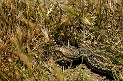 340 Snake in the Grass II, Piedras Blancas Beach near Cambria, CA