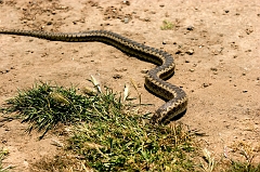 341 Snake in a Hole, Piedras Blancas Beach near Cambria, CA