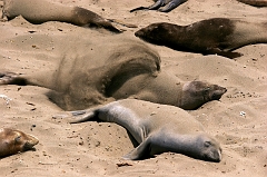 345 Elephant Seals II, Piedras Blancas Beach near Cambria, CA -- A little warm sand feels sooo good on a chilly day.