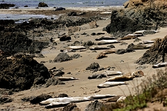 346 Elephant Seals III, Piedras Blancas Beach near Cambria, CA