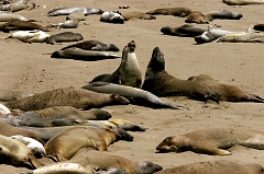 347 Elephant Seals IV, Piedras Blancas Beach near Cambria, CA -- Of course, there are the neighborhood squabbles you have to deal with.