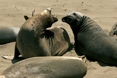 348 Elephant Seals V, Piedras Blancas Beach near Cambria, CA -- Bending over backwards to bite.  The seal at left started it by biting the others butt when it passed too close a few frames earlier.