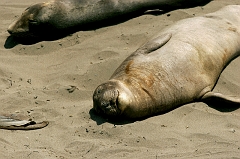 349 Elephant Seals VI, Piedras Blancas Beach near Cambria, CA -- All smiles. :-)