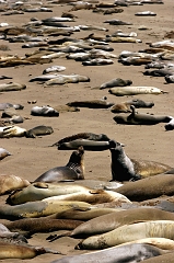 350 Elephant Seals VII, Piedras Blancas Beach near Cambria, CA -- And the fight continues.