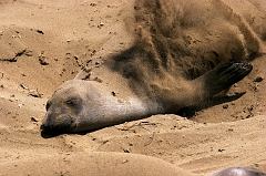 351 Elephant Seals VIII, Piedras Blancas Beach near Cambria, CA